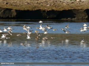 Anarhynchus alexandrinus