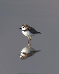 Anarhynchus collaris