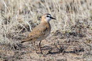 Anarhynchus montanus