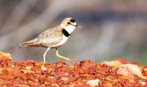 Anarhynchus collaris