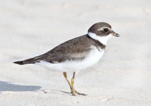 Charadrius semipalmatus