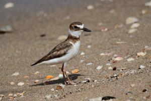 Anarhynchus wilsonia