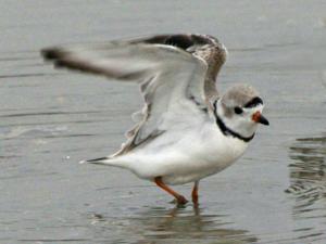 Charadrius melodus