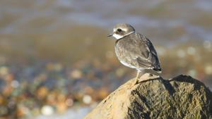 Charadrius hiaticula