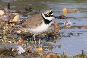 Charadrius dubius