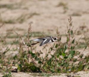 Charadrius dubius
