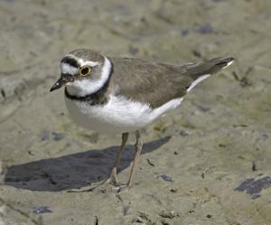 Charadrius dubius