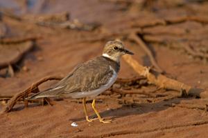 utils/thumbs/Charadriidae/Charadrius_a2k627YRcAGjYeAfkqgWxe.jpg