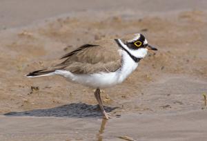 Charadrius dubius curonicus