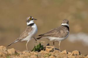 Charadrius dubius