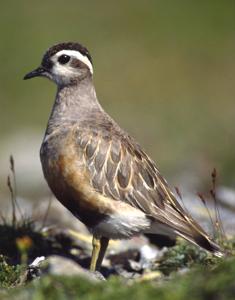 utils/thumbs/Charadriidae/Eudromias_bb2LsWK34DGwzUdhfxqqBL.jpg
