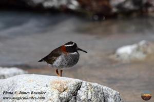 Phegornis mitchellii