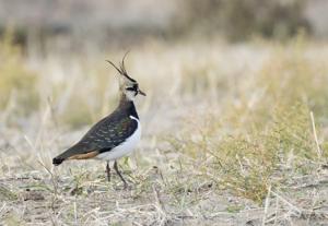 Vanellus vanellus