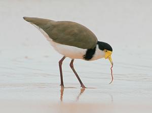 Vanellus miles novaehollandiae