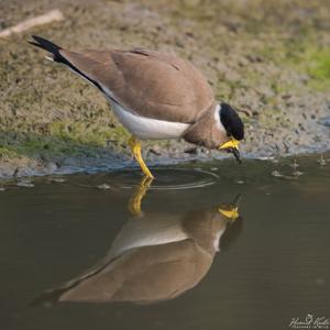 Vanellus malabaricus