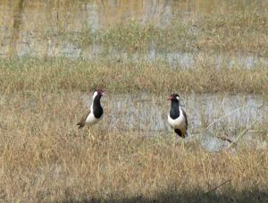 Vanellus indicus