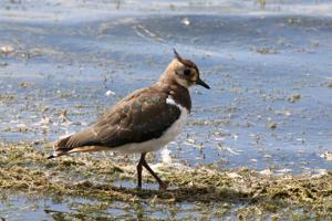 Vanellus vanellus