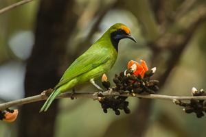 Chloropsis aurifrons