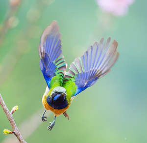Chloropsis hardwickii