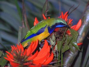 Chloropsis hardwickii