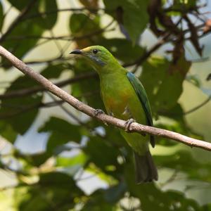 Chloropsis hardwickii