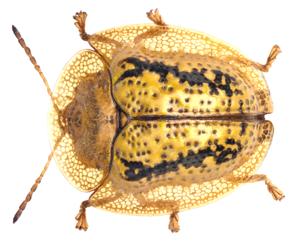 Cassida circumdata