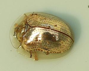 utils/thumbs/Chrysomelidae/Charidotella_QAivThn9SeDpYEycjnNBbp.jpg