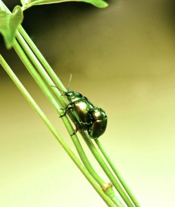 Chrysolina herbacea