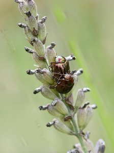 Chrysolina americana