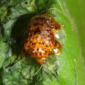 utils/thumbs/Chrysomelidae/Microctenochira_FkApFjjerkyTn8fNGVG6vT.jpg