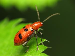 utils/thumbs/Chrysomelidae/Neolema_6FCm7BTgt4kdDdVGFpKU8S.jpg