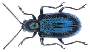 utils/thumbs/Chrysomelidae/Oulema_2Dv6bvJut8NWz9JxXsvoFn.jpg