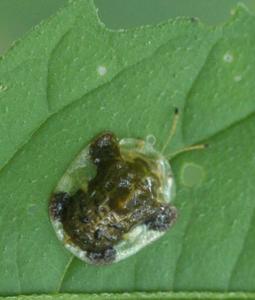 utils/thumbs/Chrysomelidae/Plagiometriona_6Mgc2azkgwPWBWwkJ9qHwJ.jpg