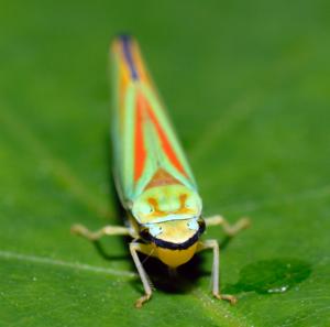 Graphocephala fennahi