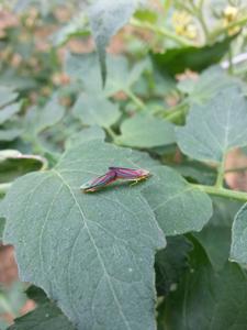 Graphocephala coccinea