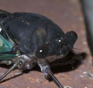 Neotibicen lyricen