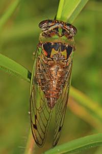 utils/thumbs/Cicadidae/Neotibicen_hVA4u8kVLhy3yf6TwGoEHY.jpg