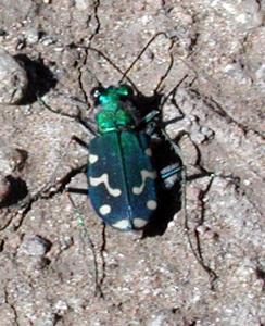 Cicindela oregona maricopa