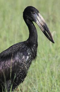Anastomus lamelligerus
