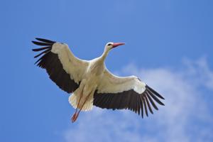 Ciconia ciconia