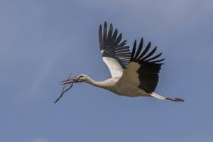 Ciconia ciconia