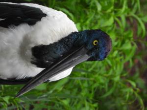 Ephippiorhynchus asiaticus