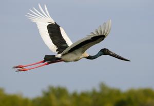 Ephippiorhynchus asiaticus