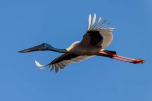 Ephippiorhynchus asiaticus