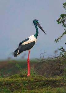 Ephippiorhynchus asiaticus