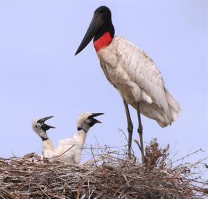 Jabiru mycteria