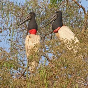 Jabiru mycteria