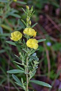 Crocanthemum rosmarinifolium