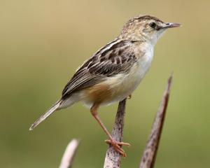 Cisticola juncidis cursitans