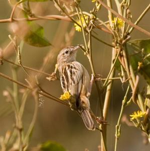 Cisticola juncidis uropygialis